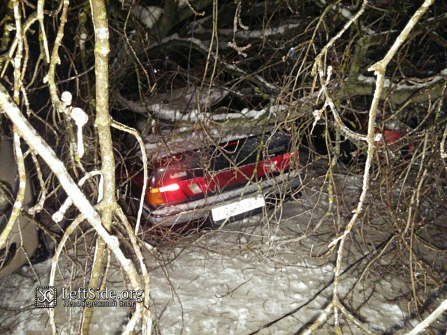 На авто упало дерево