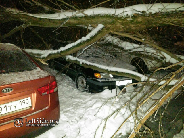 На авто упало дерево